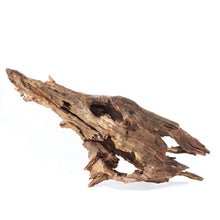 Load image into Gallery viewer, Galapagos Hollow Tree Root 12-16"
