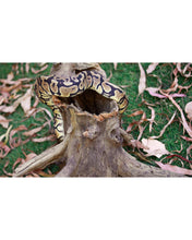 Load image into Gallery viewer, Galapagos Hollow Tree Root 12-16"