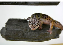 Load image into Gallery viewer, MagNaturals Rock Ledge (Granite Colour)