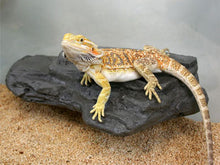 Load image into Gallery viewer, MagNaturals Rock Ledge (Granite Colour)