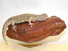 Load image into Gallery viewer, MagNaturals Rock Ledge (Mojave Colour)