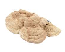 Load image into Gallery viewer, C3 Magnetic Mushroom Ledge