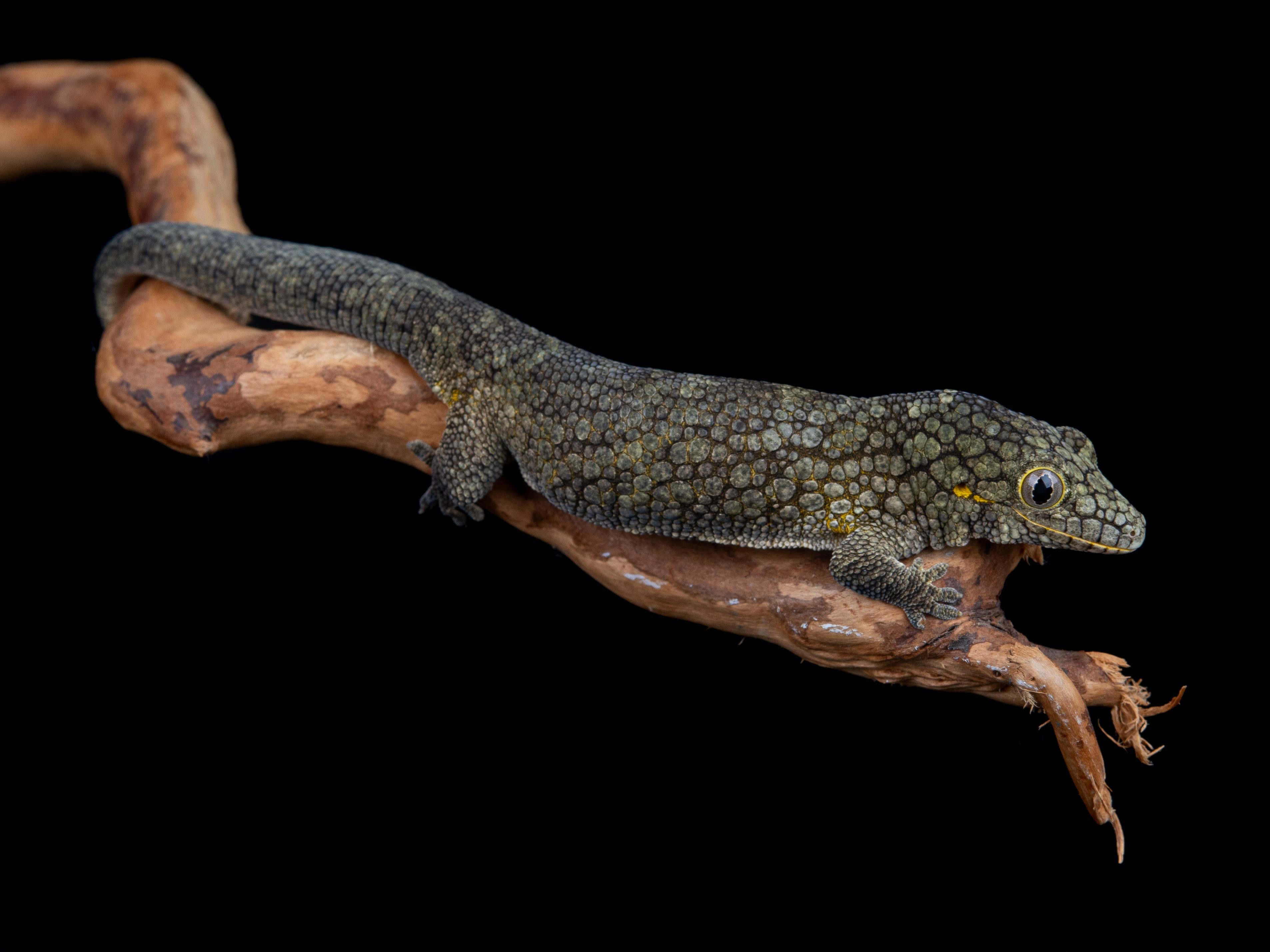 Female E.Occidentalis (EO10044) Northern Gecko Inc — free download