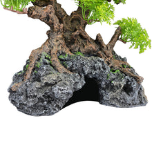 Load image into Gallery viewer, Komodo Bonsai Tree