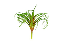 Load image into Gallery viewer, ReptiZoo Tillandsia Plant