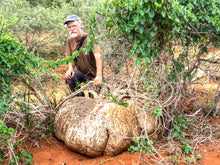 Load image into Gallery viewer, Pachyforms Book, Second Expanded Edition