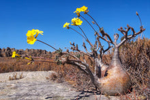 Load image into Gallery viewer, Pachyforms Book, Second Expanded Edition