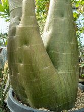 Load image into Gallery viewer, Pachyforms Book, Second Expanded Edition