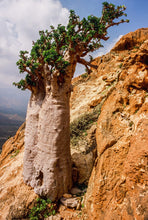 Load image into Gallery viewer, Pachyforms Book, Second Expanded Edition