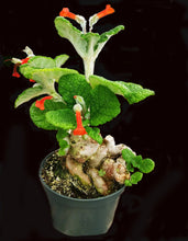 Load image into Gallery viewer, Pachyforms Book, Second Expanded Edition