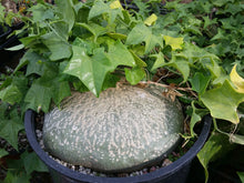 Load image into Gallery viewer, Pachyforms Book, Second Expanded Edition