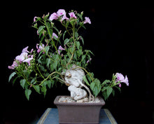 Load image into Gallery viewer, Pachyforms Book, Second Expanded Edition