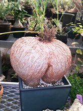 Load image into Gallery viewer, Pachyforms Book, Second Expanded Edition