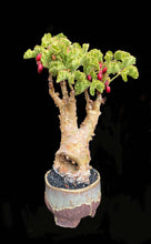 Load image into Gallery viewer, Pachyforms Book, Second Expanded Edition