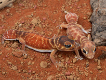 Load image into Gallery viewer, Unrelated Pair N.Levis Levis (NGNLL-1123-1/NGNLL-1123-2)