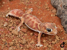 Load image into Gallery viewer, Unrelated Pair N.Levis Levis (NGNLL-1123-1/NGNLL-1123-2)