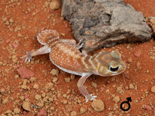 Load image into Gallery viewer, Unrelated Pair N.Levis Levis (NGNLL-1123-3/NGNLL-1123-4)