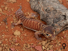 Load image into Gallery viewer, Unrelated Pair N.Levis Levis (NGNLL-1123-3/NGNLL-1123-4)