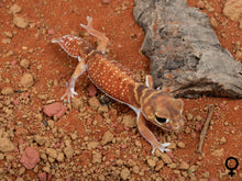 Load image into Gallery viewer, Unrelated Pair N.Levis Levis (NGNLL-1123-9/NGNLL-1123-10)