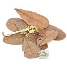 Load image into Gallery viewer, NewCal Cashew Leaves, 10-Pack