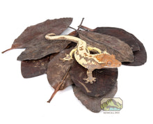 Load image into Gallery viewer, NewCal Mangrove Leaves, 10-Pack