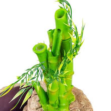 Load image into Gallery viewer, ReptiZoo 2-In-1 Height Adjustable Bamboo Planter Dripper