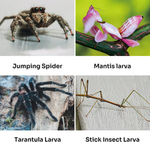 Load image into Gallery viewer, ReptiZoo Acrylic Enclosure with Removable Tray