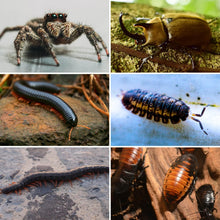 Load image into Gallery viewer, ReptiZoo Acrylic Enclosure with Removable Tray