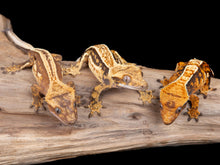 Load image into Gallery viewer, Unsexed 10 Lot of Select Crested Geckos (NG-0530-3)