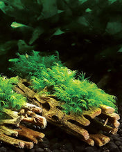 Load image into Gallery viewer, Galapagos Cholla Wood Branches