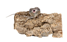 Load image into Gallery viewer, NewCal Cork Flats