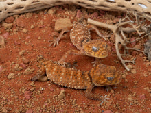 Load image into Gallery viewer, Unrelated Pair N. Amyae (NGNAM-1112-1/NGNAM-1112-2)