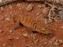 Load image into Gallery viewer, Unrelated Pair N. Amyae (NGNAM-1112-1/NGNAM-1112-2)