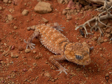 Load image into Gallery viewer, Unrelated Pair N. Amyae (NGNAM-1112-3/NGNAM-1112-4)