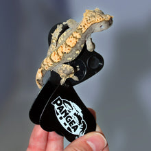 Load image into Gallery viewer, Pangea 30x-60x Gecko Sexing Loupe