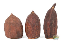 Load image into Gallery viewer, NewCal Cocoa Pod 5-7"