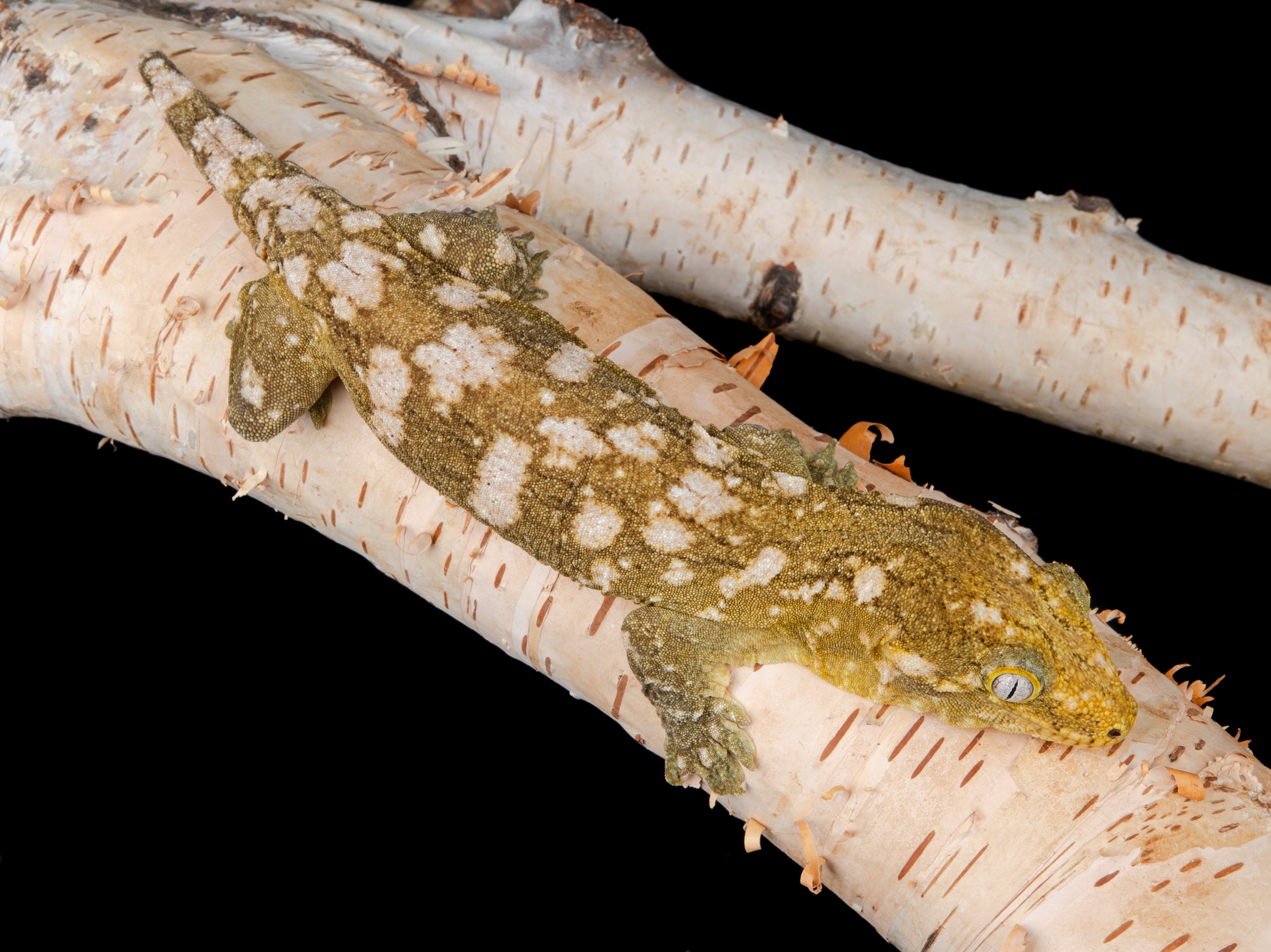 Female Granite (GRAN111271) Northern Gecko Inc — free download