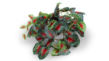 Load image into Gallery viewer, Pangea Leafy Vine Caladium, 6ft

