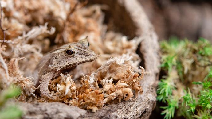 Introduction to Solomon Island Leaf Frogs