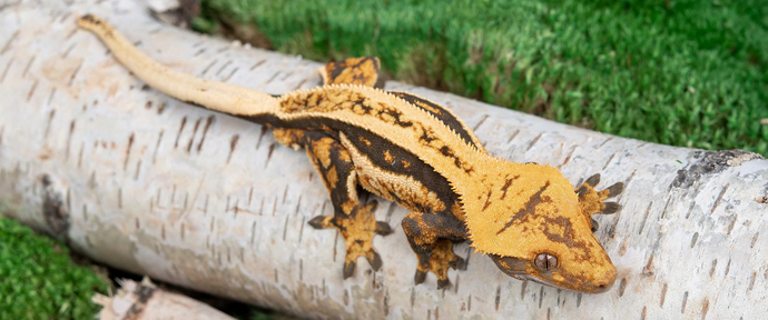 Crested Gecko Care Sheet