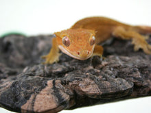 Load image into Gallery viewer, MagNaturals Mushroom Ledge
