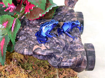 MagNaturals Mushroom Ledge