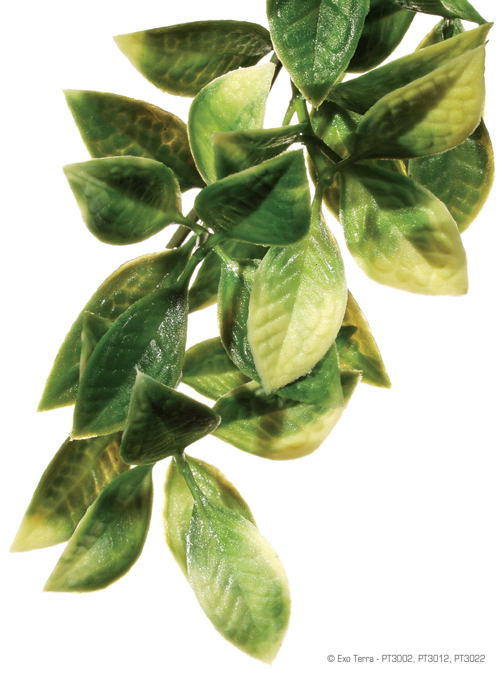 Exo Terra Hanging Mandarin Plant