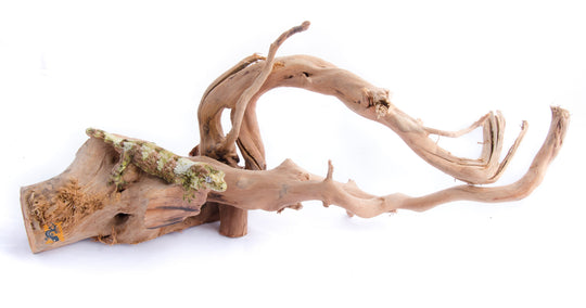 AquaGlobe Spiderwood