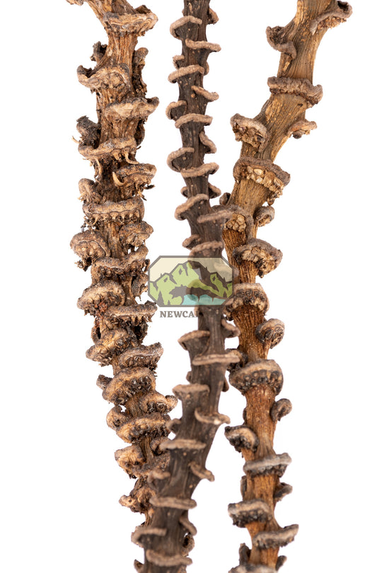 NewCal Musa Stick, 10-14"