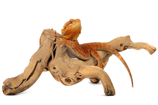 Galapagos Walking Wood, 19-24"