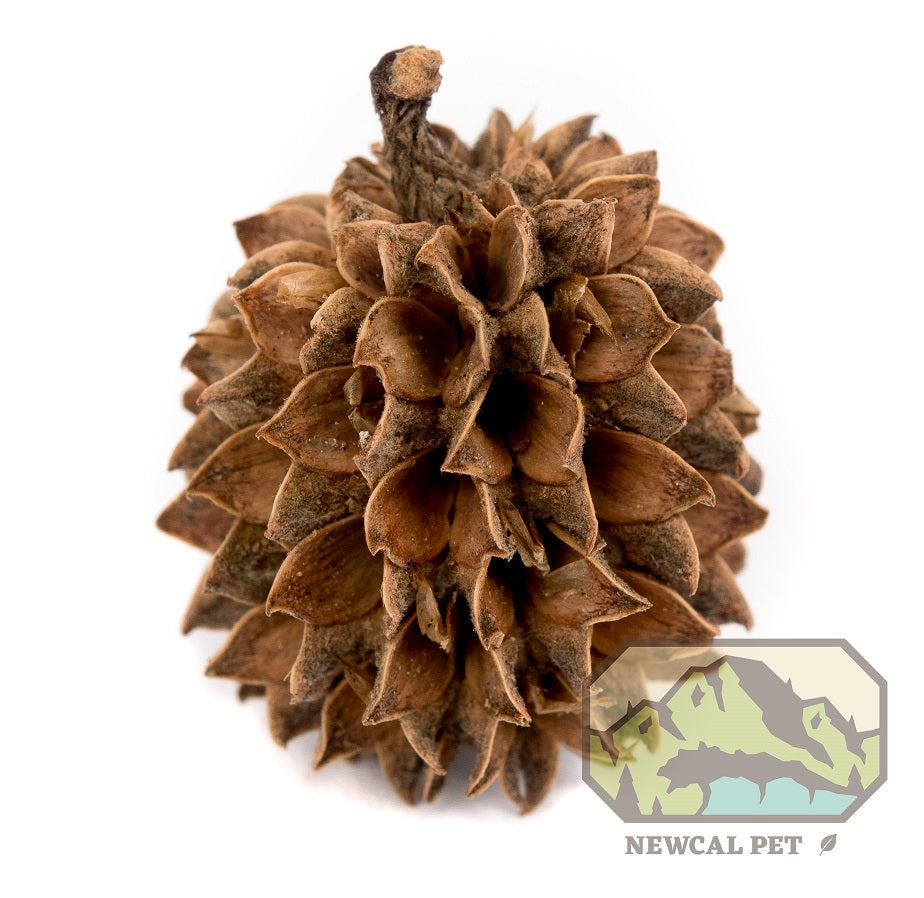 Casurine Cones – 35g (About 50pcs) Natural Alder Cones For Aquarium, German Made