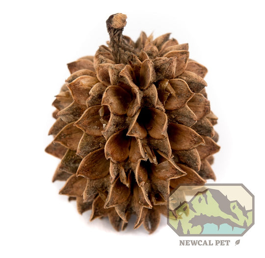 NewCal Casuarina Cones 1 oz. (Approx. 40 Cones)