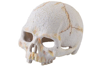 Exo Terra Primate Skull Hide