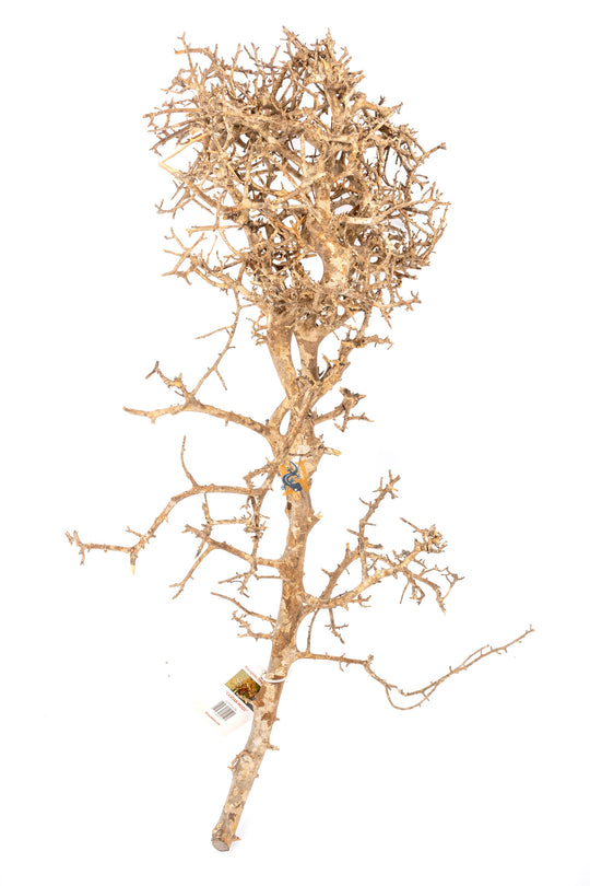 AquaGlobe Papua Wood